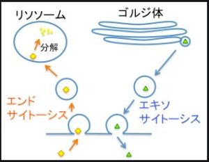 エクソシストとバチカン 湘南藤沢辻堂のアロマとハーブスクールaya Alchemic Studio