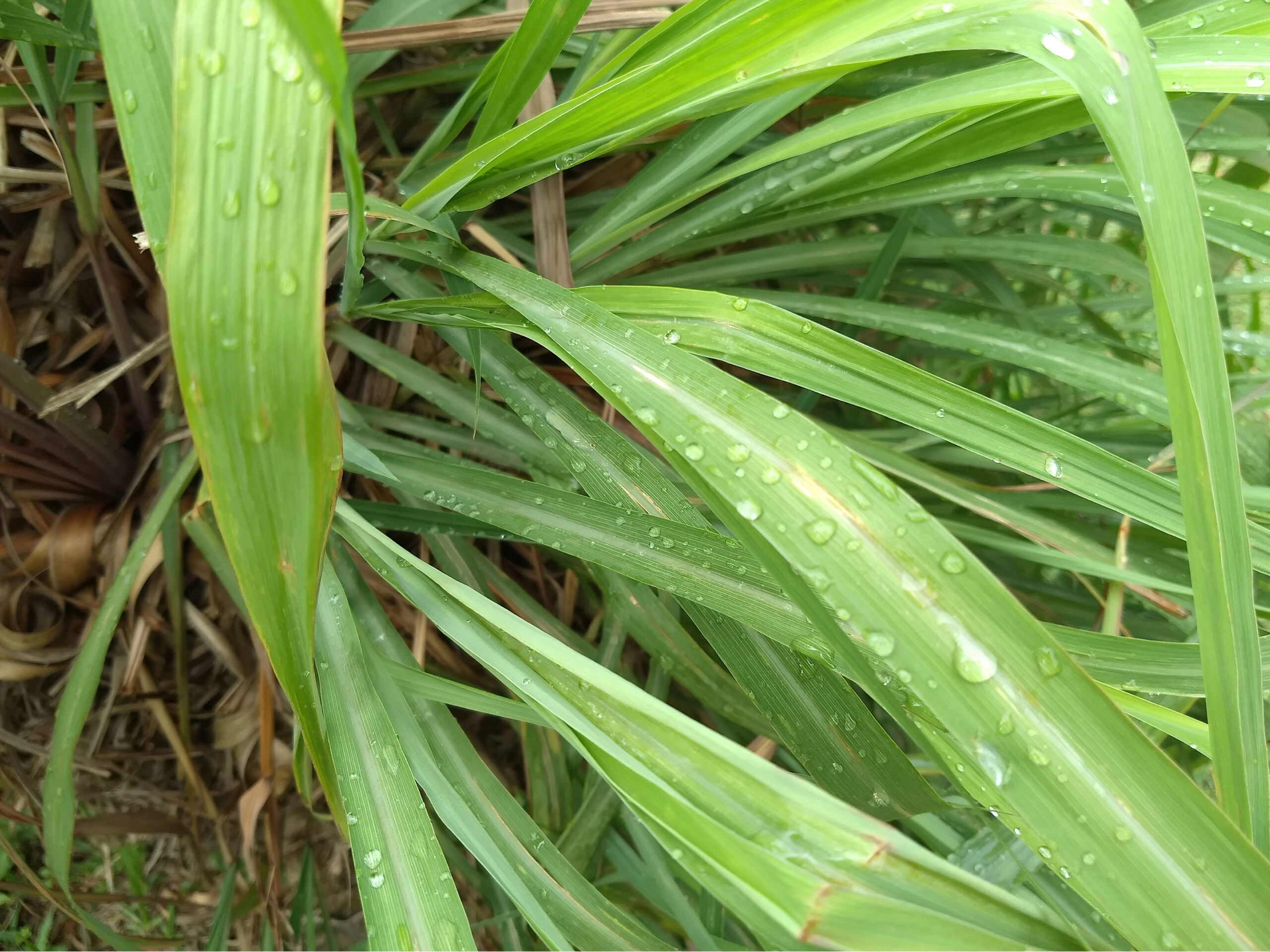 YUKARIpig様　プラナロム シトロネラジャワ他　合計9点　精油 YUKARIpig様 プラナロム シトロネラジャワ他 合計9点 精油