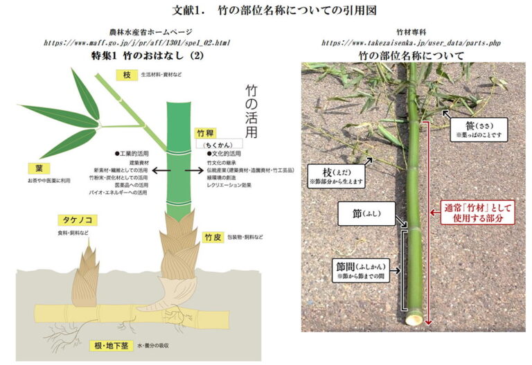 🌿 1日で1メートルも伸びる!?竹の驚異的な成長の秘密 | 湘南藤沢辻堂のアロマとハーブスクールAYA alchemic studio
