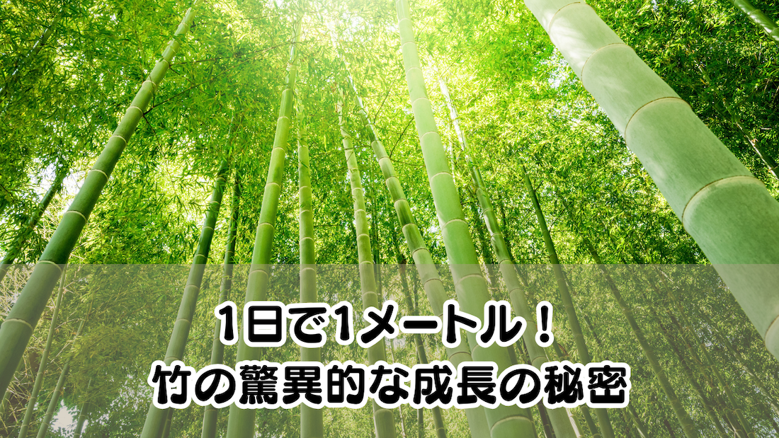 🌿 1日で1メートルも伸びる！？竹の驚異的な成長の秘密 | 湘南藤沢辻堂